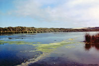 Eastern Snapping Turtle Habitat