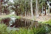 Pacific Pond Turtle Habitat