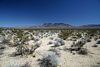 Desert Tortoise Habitat