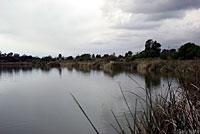 Western Painted Turtle Habitat