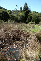 Pacific Pond Turtle Habitat