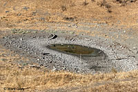 Pacific Pond Turtle Habitat