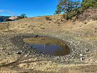 Pacific Pond Turtle Habitat