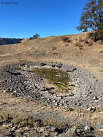 Pacific Pond Turtle Habitat