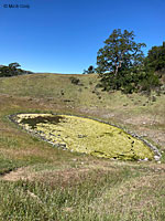 Pacific Pond Turtle Habitat