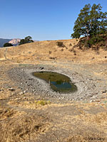 Pacific Pond Turtle Habitat