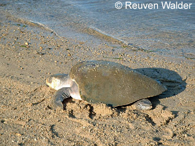 Olive Ridley Sea Turtle