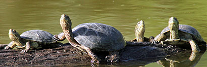 Pacific Pond Turtle