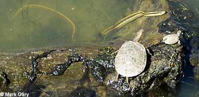 Pacific Pond Turtle