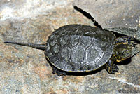 Northern Western Pond Turtle