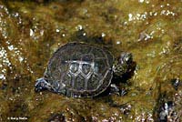 Pacific Pond Turtle