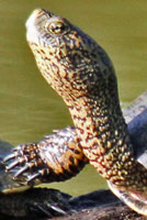 Pacific Pond Turtle head and neck