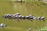 Pacific Pond Turtles