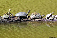 Pacific Pond Turtles