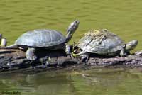 Pacific Pond Turtle