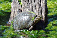 Pacific Pond Turtle