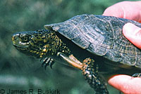 Pacific Pond Turtle