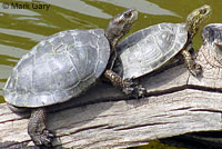 Pacific Pond Turtle