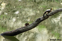 Pacific Pond Turtle