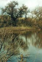 Pacific Pond Turtle Habitat