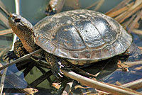 Pacific Pond Turtle