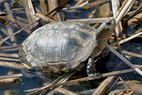 Pacific Pond Turtle