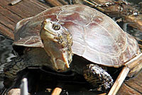 Pacific Pond Turtle