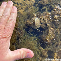 Pacific Pond Turtle