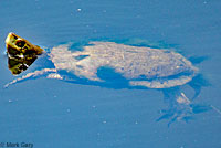 Pacific Pond Turtle