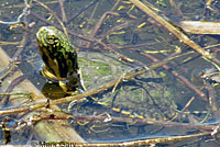 Pacific Pond Turtle