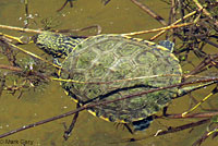 Pacific Pond Turtle