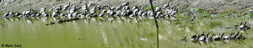 Pacific Pond Turtle