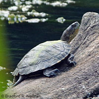 Pacific Pond Turtle