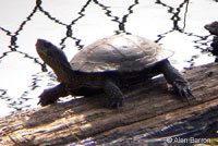 Pacific Pond Turtle