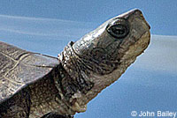 Pacific Pond Turtle