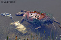 Pacific Pond Turtle eggs