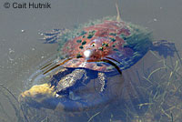 Pacific Pond Turtle eggs