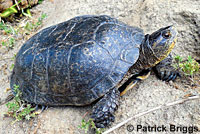 Pacific Pond Turtle