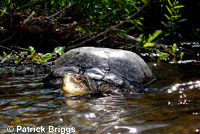 Pacific Pond Turtle