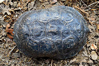 Pacific Pond Turtle