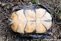 Pacific Pond Turtle