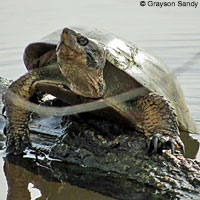 Pacific Pond Turtle