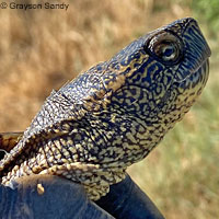 Pacific Pond Turtle