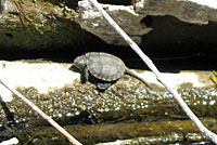 Pacific Pond Turtle