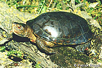 Pacific Pond Turtle