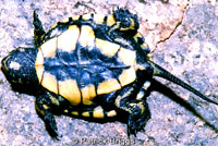 Pacific Pond Turtle