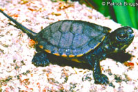 Pacific Pond Turtle