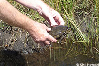 Pacific Pond Turtle