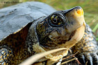 Northern Western Pond Turtle