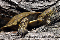 Pacific Pond Turtle